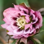 Helleborus Spanz Double Ellen Violet 1