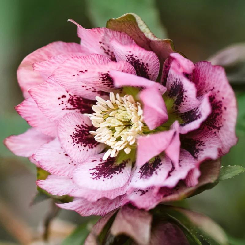 Helleborus-Spanz-Double-Ellen-Violet Helleborus Spanz Double Ellen Violet 1