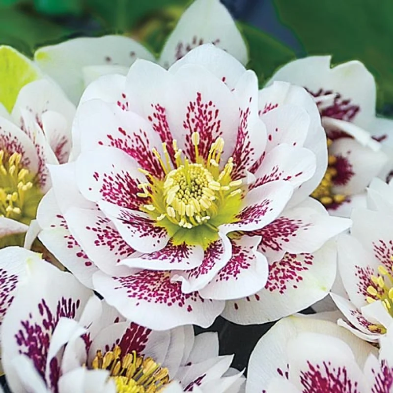 Helleborus-Spanz-Double-Ellen Helleborus Spanz Double Ellen 1