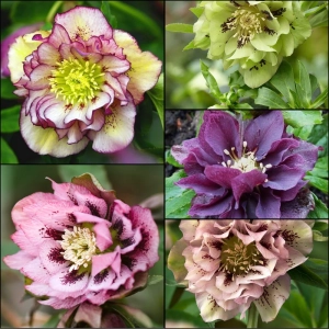 Helleborus Spanz Mix 4 1