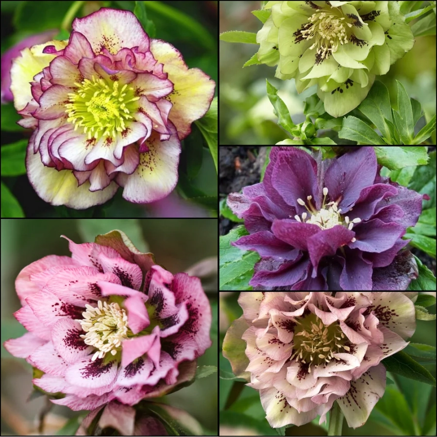 Helleborus-Spanz-Mix-5 Helleborus Spanz Mix 4 1