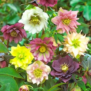Helleborus Spanz Mix 2 1