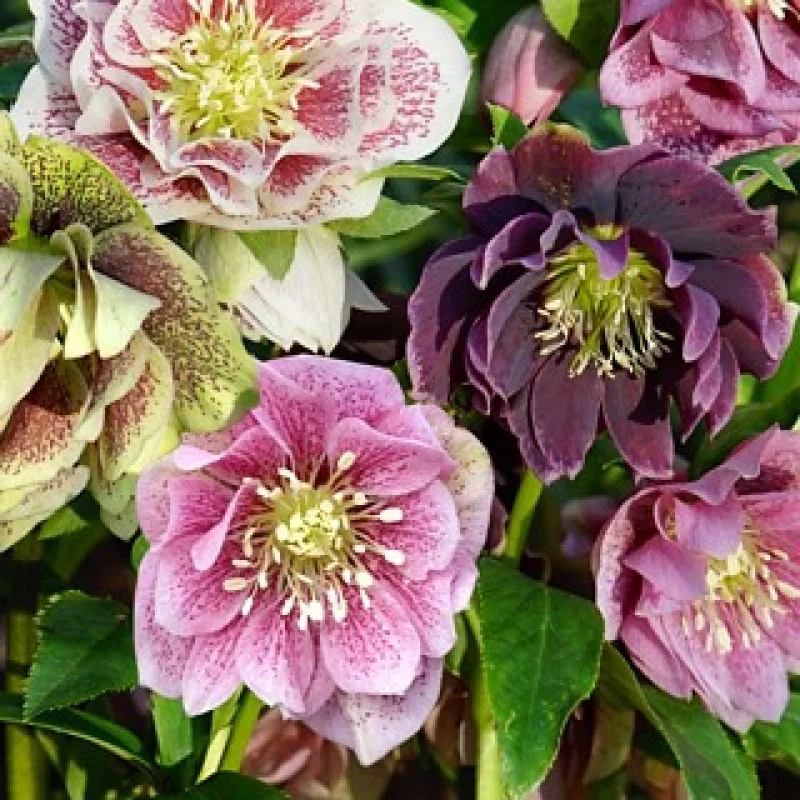 Helleborus Spanz Double Mix 1 1