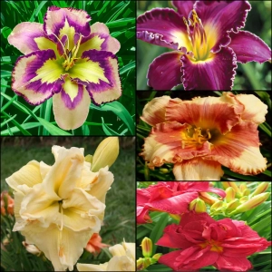 Hemerocallis Mix 4 1