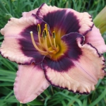 Hemerocallis Adamas 1