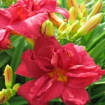 Hemerocallis Double Fire Cracker 1