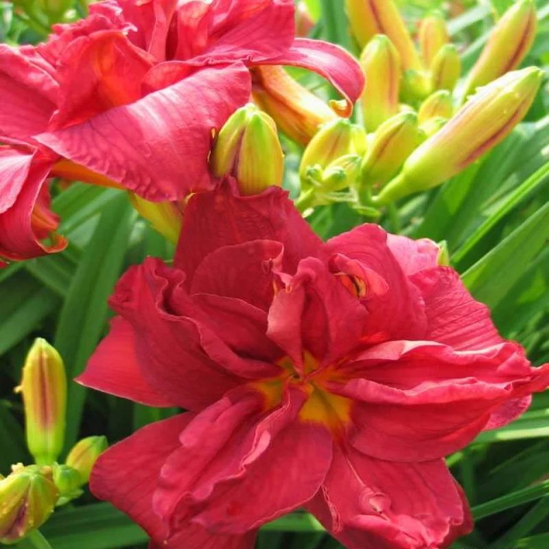 Hemerocallis-Double-Fire-Cracker Hemerocallis Double Fire Cracker 1