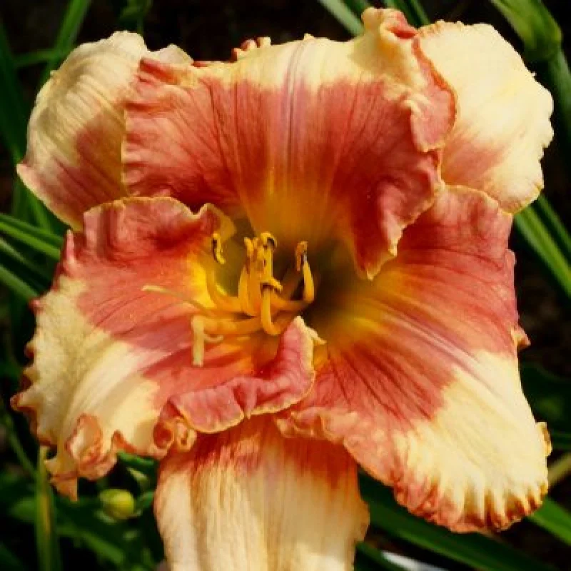 Hemerocallis-Eschimo-Kisser Hemerocallis Eschimo Kisser 1