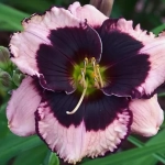 Hemerocallis Jane Trimmer 1