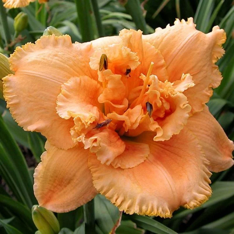 Hemerocallis Jerry Pate Williams 1