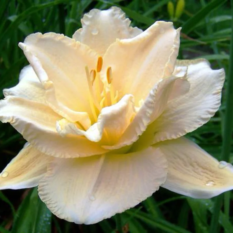 Hemerocallis-Land-of-Cotton Hemerocallis Land of Cotton 1