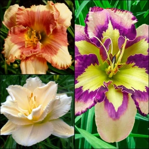 Hemerocallis Mix 3 1