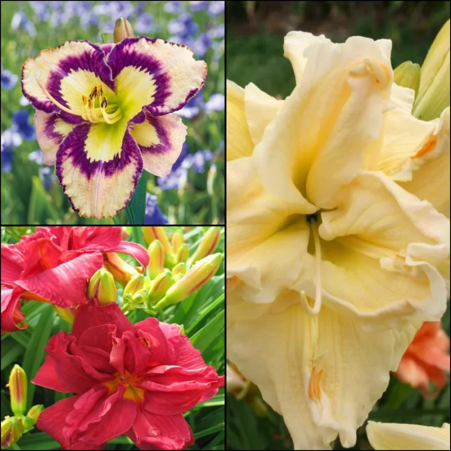 Hemerocallis Mix 2 1