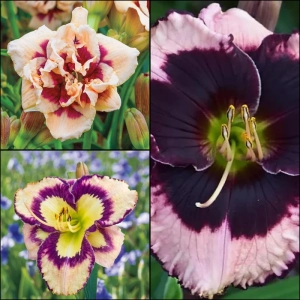 Hemerocallis Mix 1 1