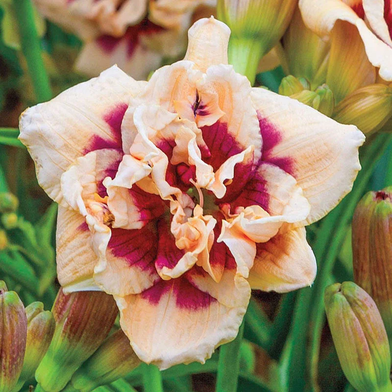 Hemerocallis-Roswitha-Redblooming Hemerocallis Roswitha Redblooming 1