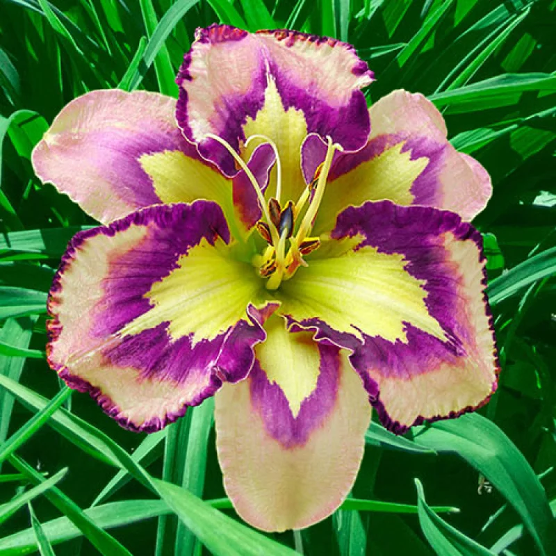 Hemerocallis-Spacecoast Hemerocallis Spacecoast 1