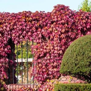 Iederă Veitchii - Ghiveci 3 l - Înălțime 80 - 100 cm 1