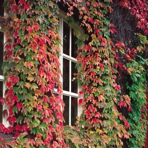 Iederă Veitchii - Ghiveci 3 l - Înălțime 80 - 100 cm 2