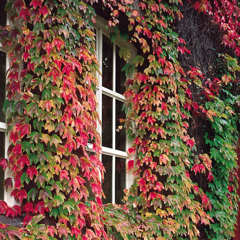 Iederă Veitchii - Ghiveci 3 l - Înălțime 80 - 100 cm 2