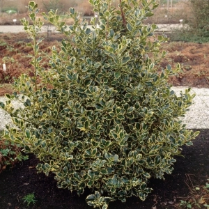 Ilex Aguifolium Argentea Marginata la Ghiveci (40 - 60 cm) 2