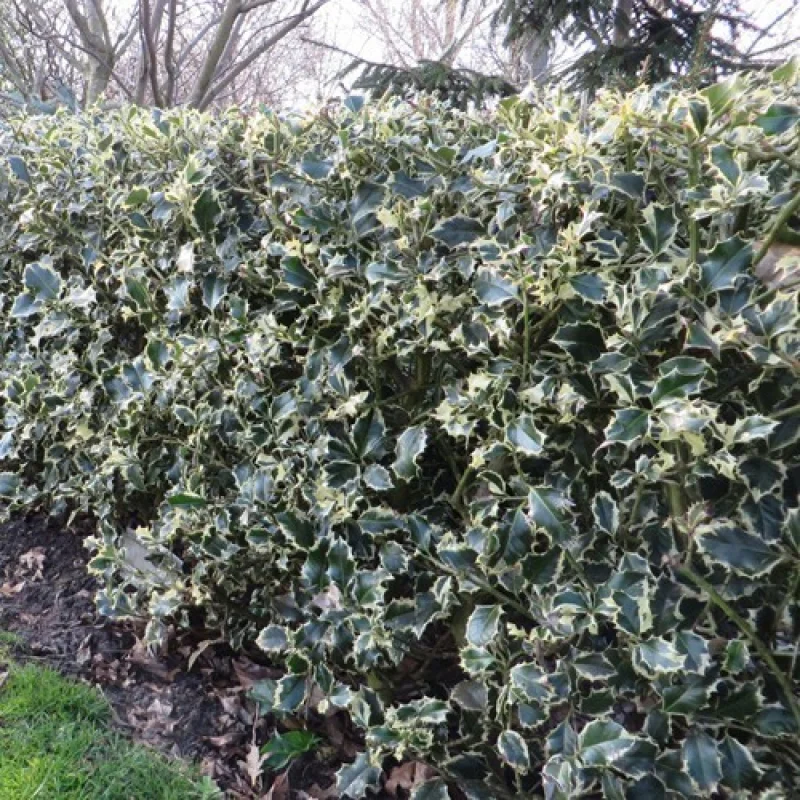 Ilex Aguifolium Argentea Marginata la Ghiveci (40 - 60 cm) 3