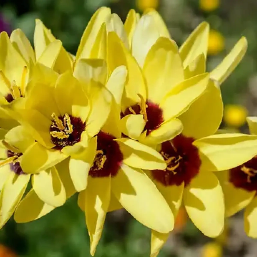 Bulbi de Ixia Yellow 1