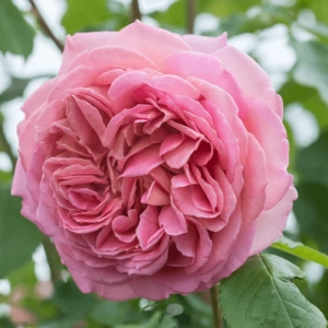 Trandafir "David Austin - Jubilee Celebration" - Ghiveci 3L - anul 3 1