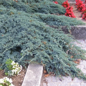Juniperus Squamanta - Blue Carpet - Ghiveci 3L - Inaltime 20 - 30 cm 2