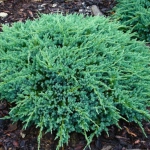 Juniperus Squamanta - Blue Carpet - Ghiveci 3L - Inaltime 20 - 30 cm 1