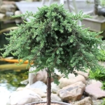 Juniperus Procumbens - Ghiveci 15 L - Inaltime 90 - 110 cm 1