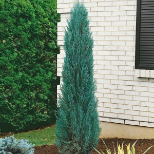 Juniperus Scopulorum- Blue Arrow - Ghiveci 1 L - Inaltime 50 - 60 cm 1