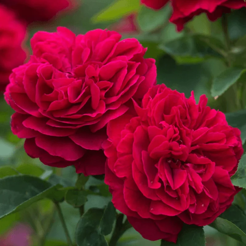 L.D.-Braithwaite Trandafir "David Austin - L.D. Braithwaite" - Ghiveci 3L - anul 3 1