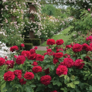 Trandafir "David Austin - L.D. Braithwaite" - Ghiveci 3L - anul 3 2