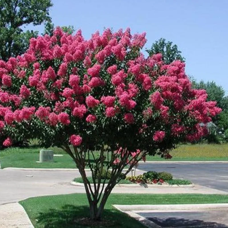 Lagerstroemia-Pink Lagerstroemia Indica - Liliacul Indian Roz - Ghiveci 2 l - Inaltime 20 - 30 cm 1