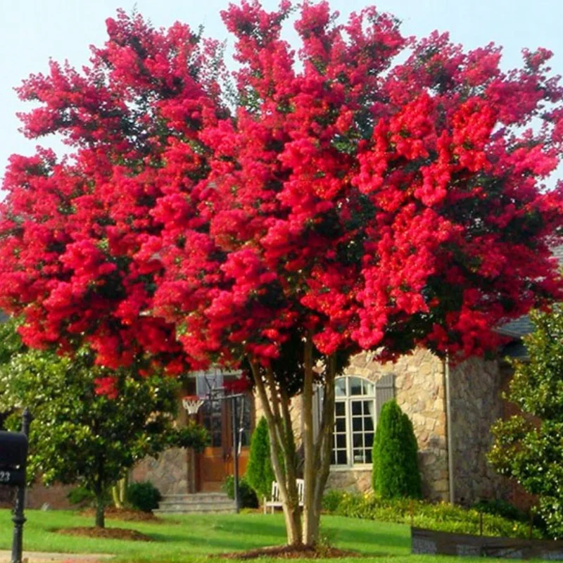 Lagerstroemia Indica - Liliacul Indian Rosu - Ghiveci 2 l - Inaltime 20 - 30 cm 1