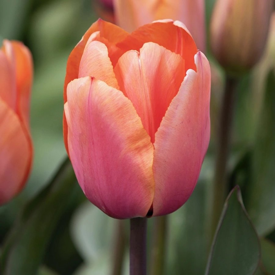 Lalele Apricot Impression