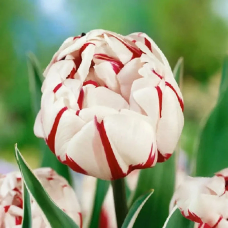 Lalele-Carnaval-de-Nice-3433