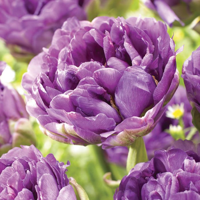 Lalele-Double-Blue-Wow