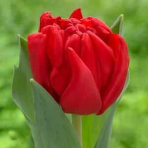 Bulbi de Lalele Double Prince of Marvel 1