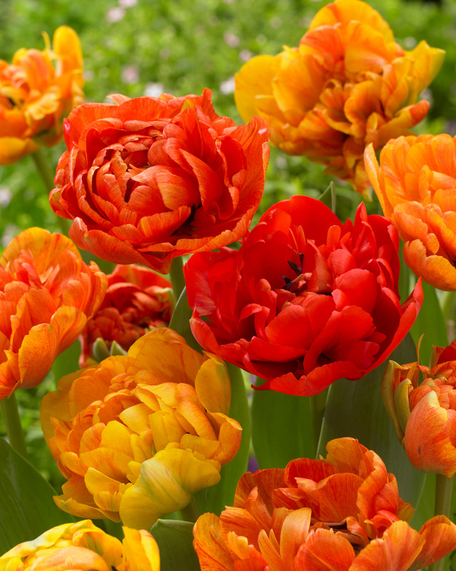 Lalele-Double-Sunlover