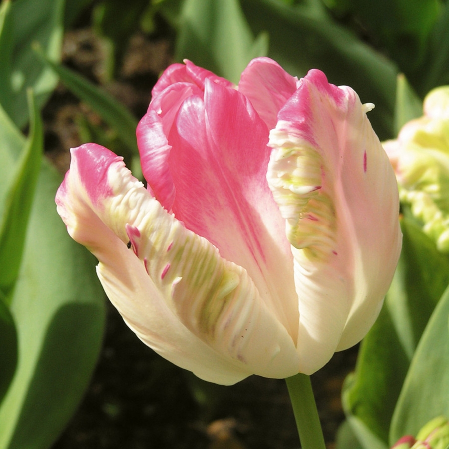 Lalele webers parrot