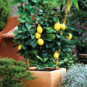 Lămâi la Ghiveci 10 L ( 80-100 cm) - Cu Fruct la Livrare 1