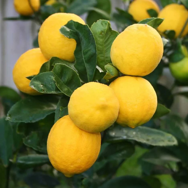 Lămâi la Ghiveci 10 L ( 80-100 cm) - Cu Fruct la Livrare 2