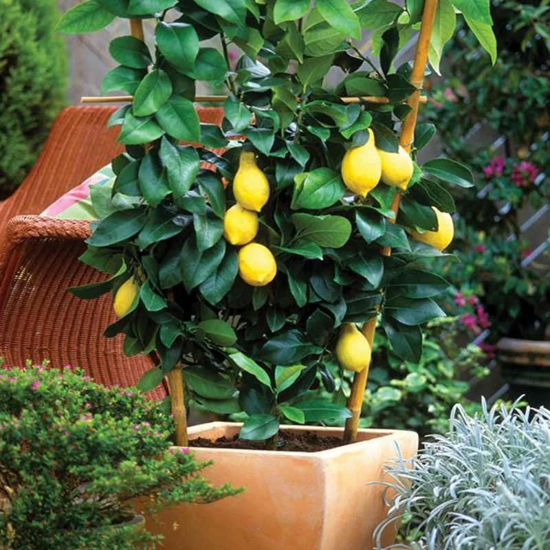 Lamai-10-L Lămâi la Ghiveci 10 L ( 80-100 cm) - Cu Fruct la Livrare 1