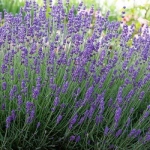 Lavanda Blue Jeans la Ghiveci 1