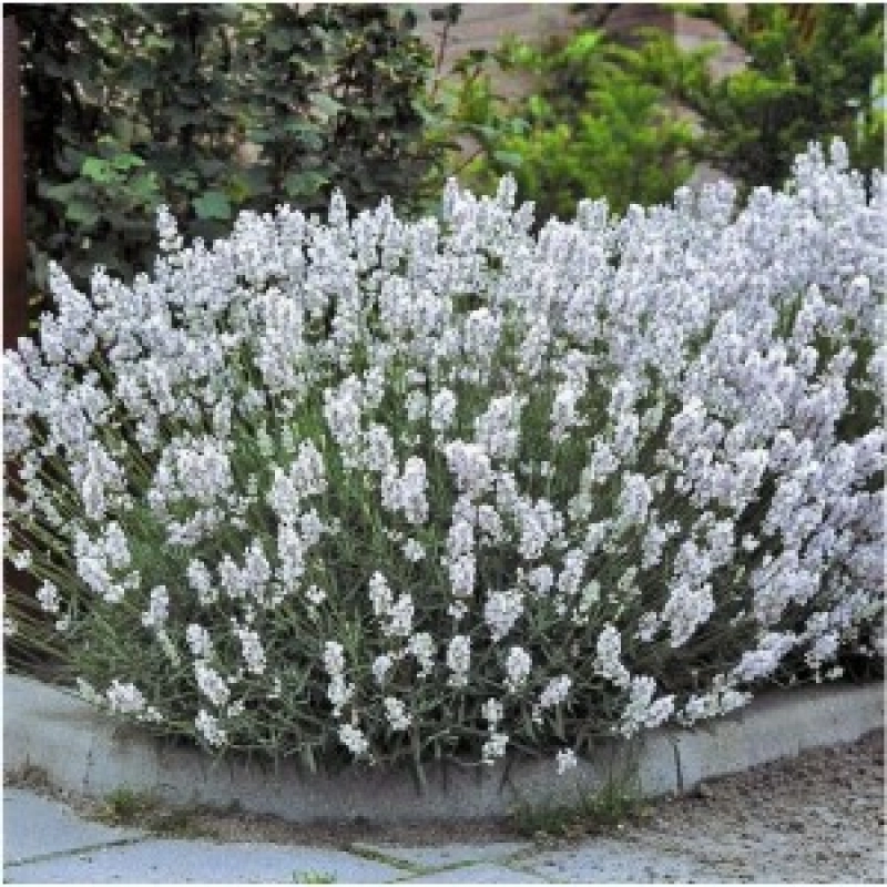 Lavanda-Edelweiss-la-Ghiveci Lavanda Edelweiss la Ghiveci 1