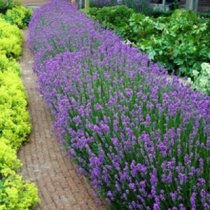 Lavanda Essence Purple la Ghiveci 1