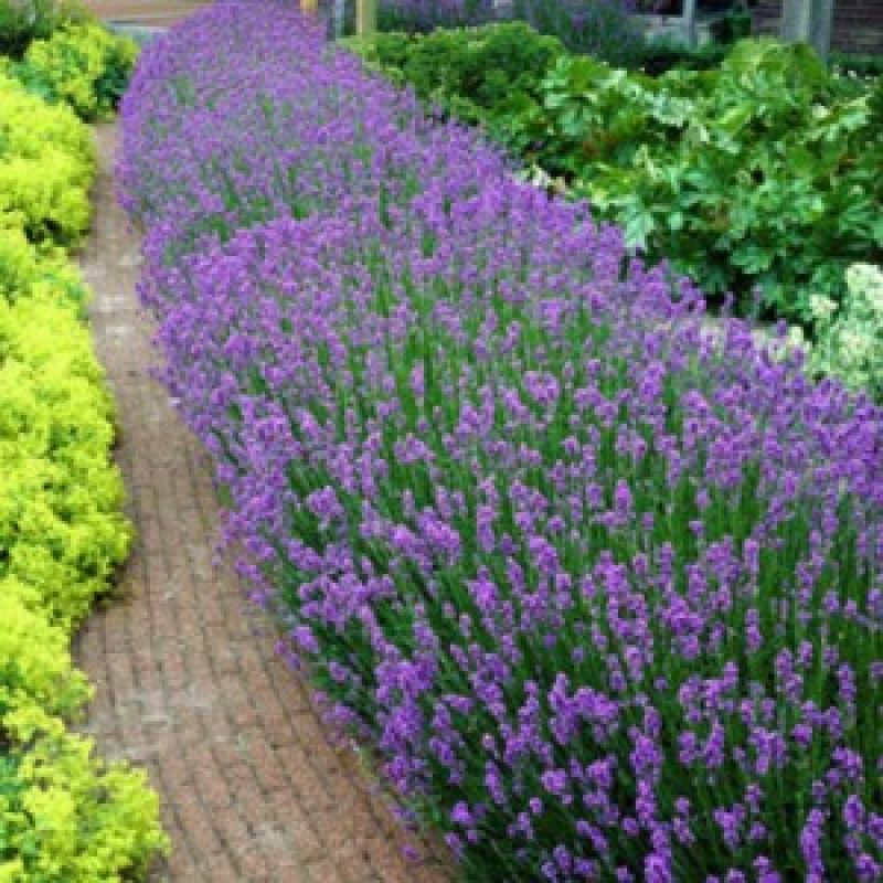 Lavanda-Essence-Purple-la-Ghiveci Lavanda Essence Purple la Ghiveci 1