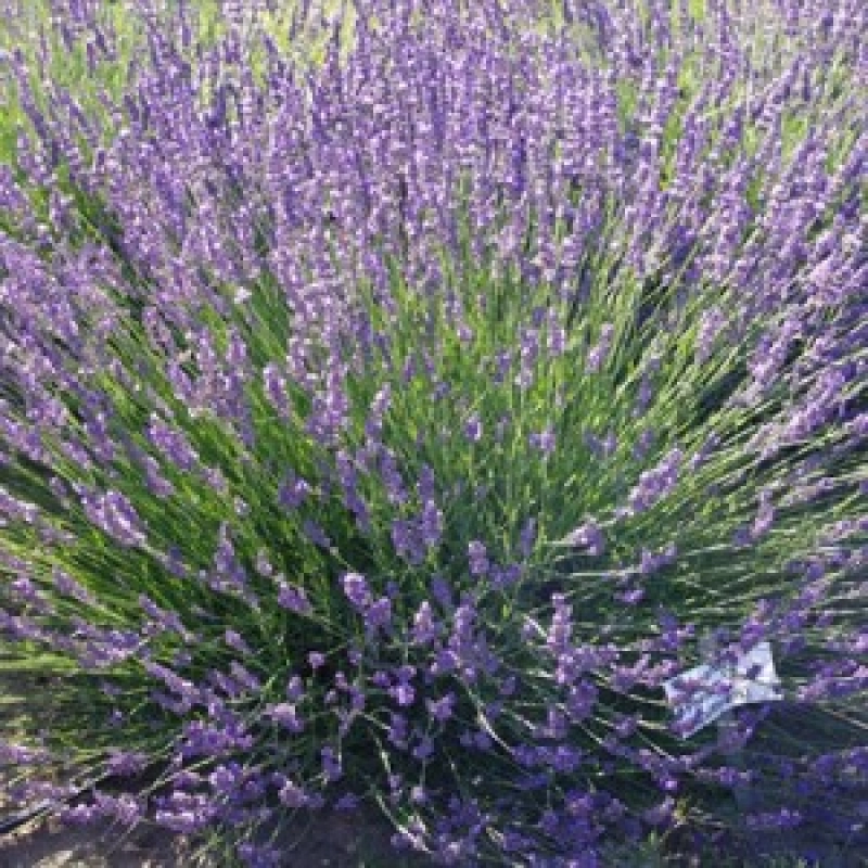 Lavanda Phenomenal la Ghiveci 1