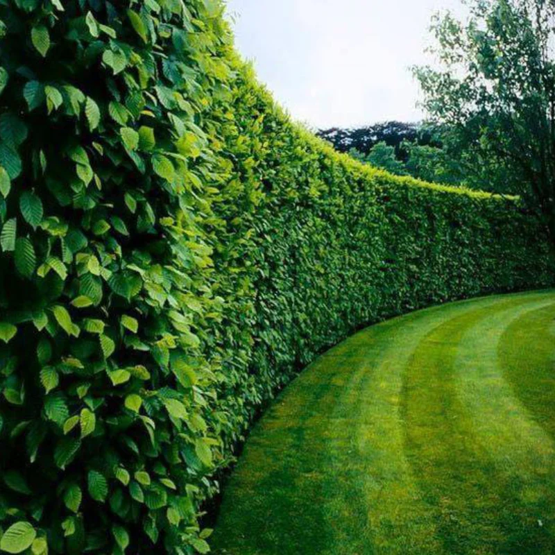 Gard Viu - Lemn Câinesc - Ghiveci 3 L - Înălțime 60 - 70 cm 1